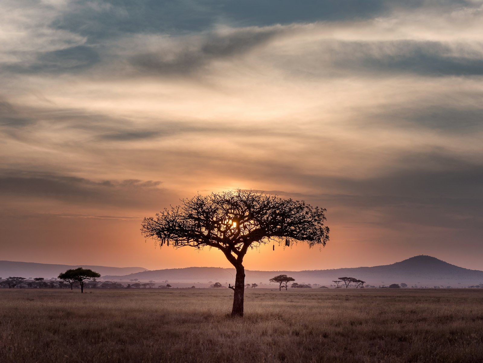 A lone acacia tree on the savanna at sunset