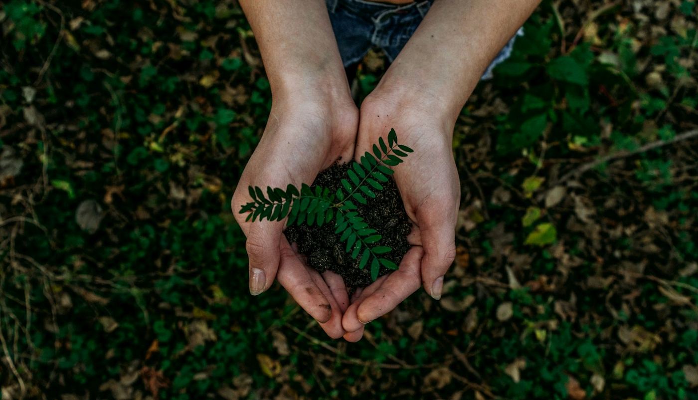 Hands holding a young seedling